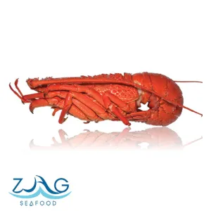 Australia NSW Local Lobster
