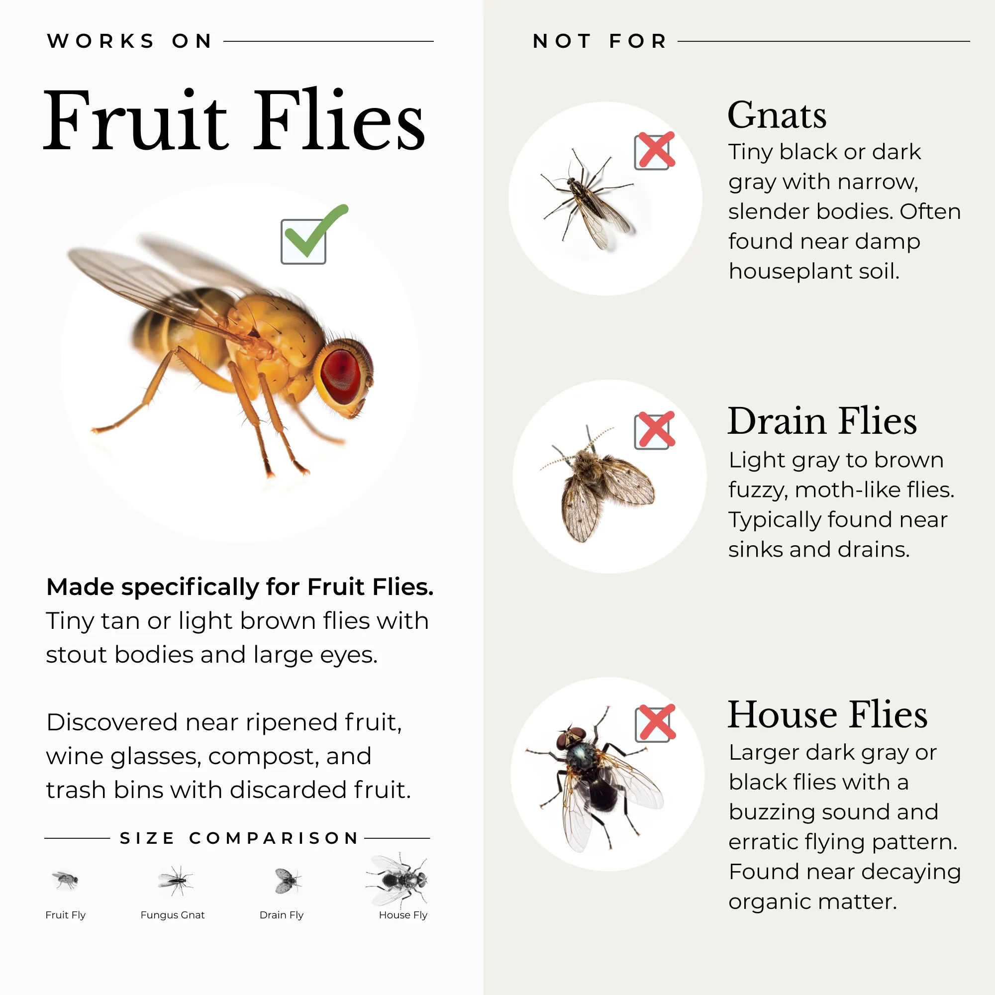 Fruit Fly Trap for Home   Kitchen